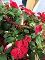Jess_Butterflies_2018 (17)